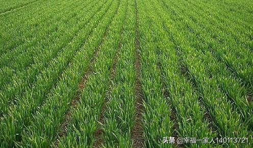 单身死了遗产继承(单身财产继承)