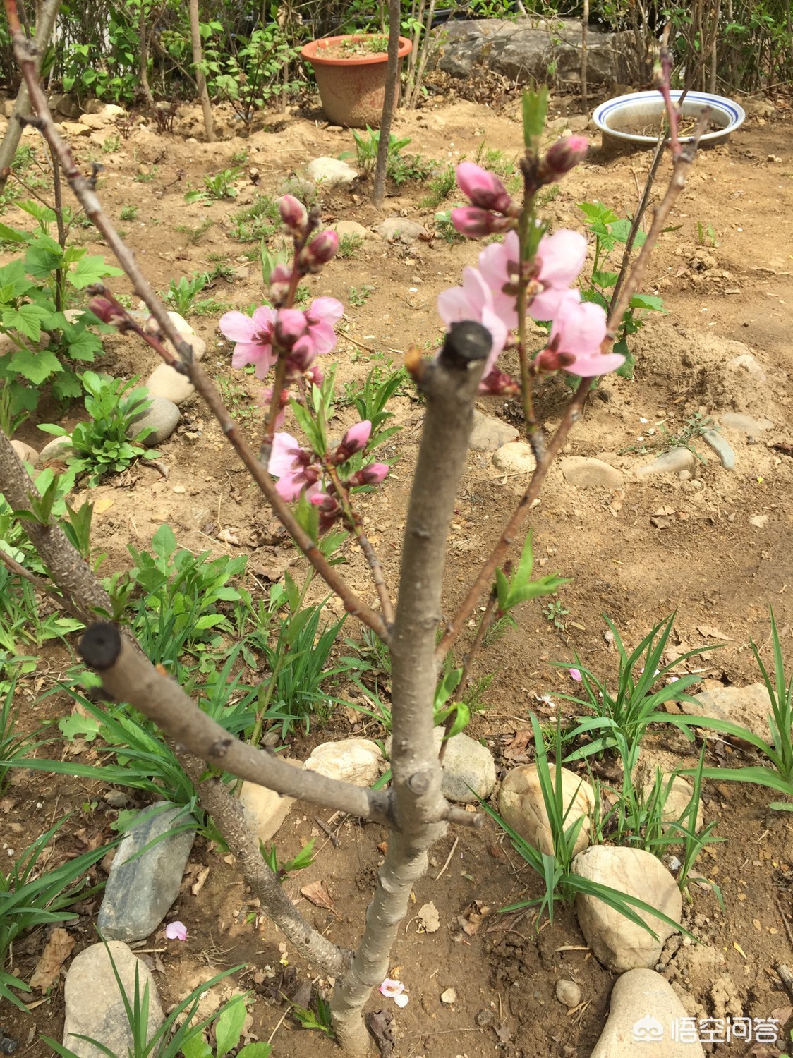 股权继承放弃(股权继承放弃协议书范本)