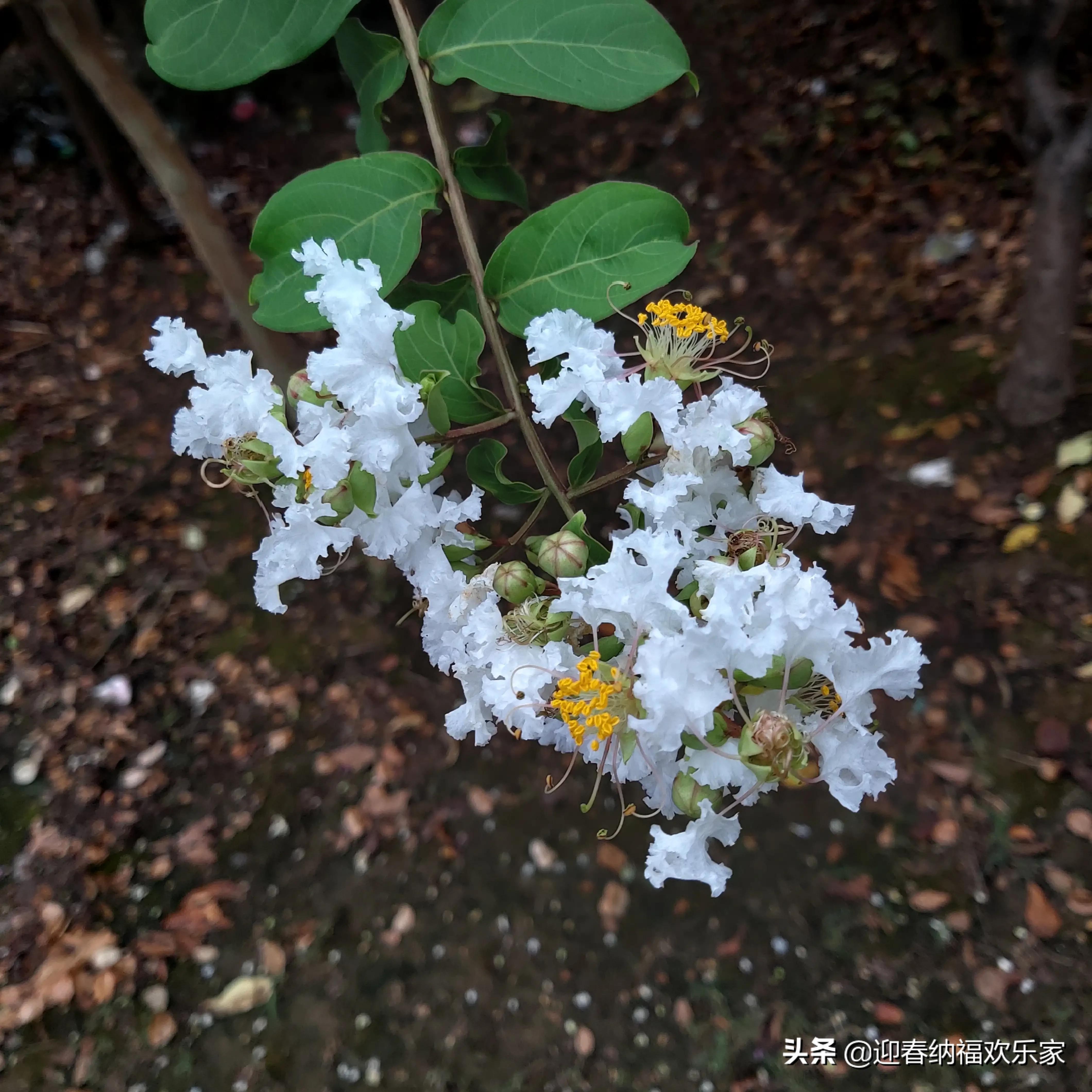 外国子女继承中国遗产(外国子女继承中国遗产的条件) 外国子女继承中国遗产(外国子女继承中国遗产的条件)